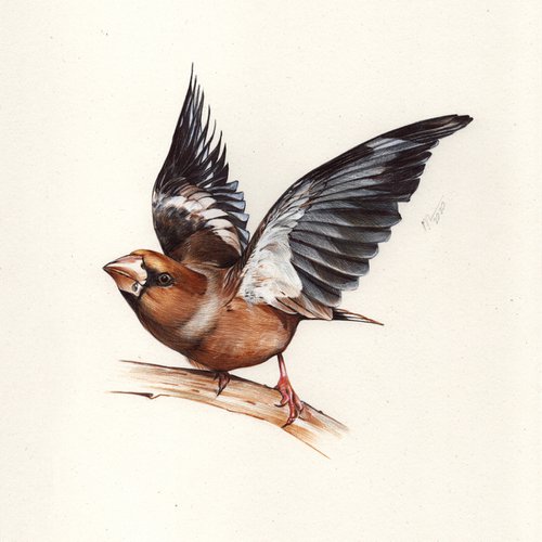 Hawfinch by Daria Maier