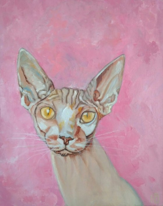 Sphinx cat pink background