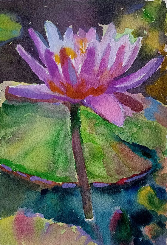 Waterlily flowers