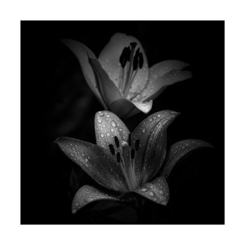 Lily Blooms Number 10 - 12x12 inch Fine Art Photography Limited Edition #1/25 by Graham Briggs