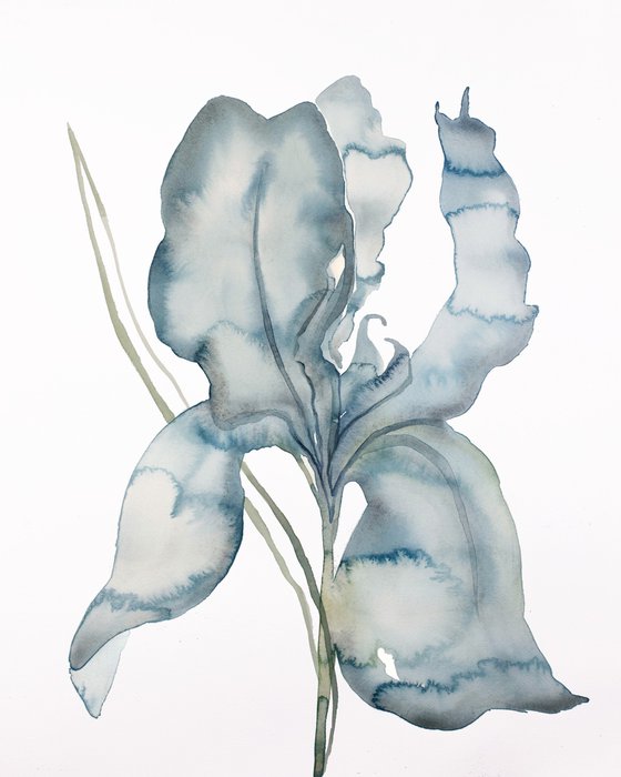 Iris No. 174