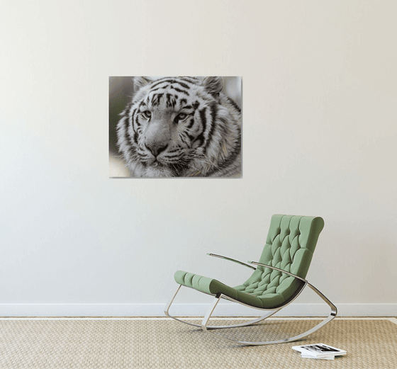 Le tigre blanc - Exposition 2023
