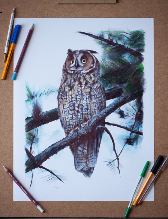 Long-eared Owl