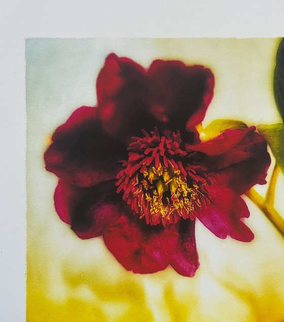 ONE RUBY PEONY