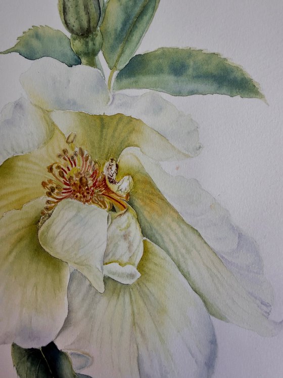 Rosa Alba / Old Garden Rose