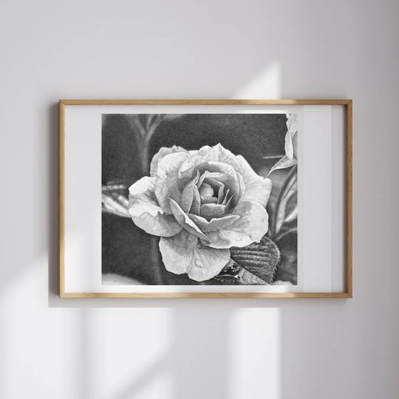 Shades of Rose