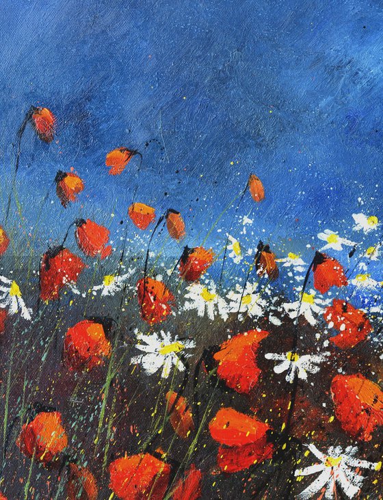 Red poppies