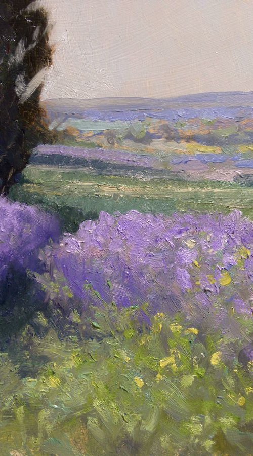 Lavender near Sault by Pascal Giroud