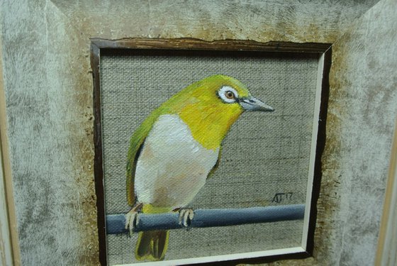 White Eyes Bird Miniature, Framed and Ready to Hang