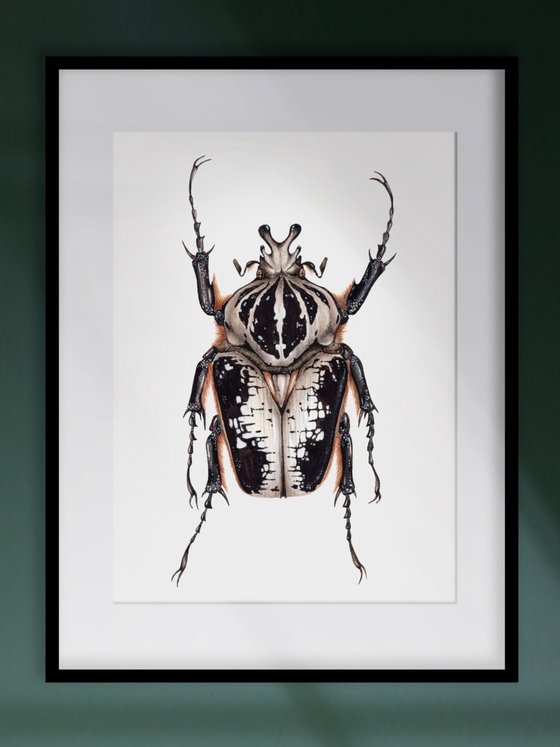 Goliathus regius, the Royal Goliath beetle, male