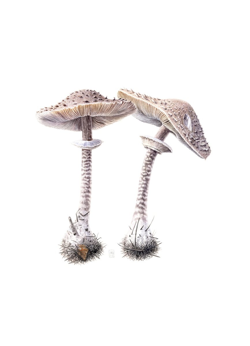 Parasol mushrooms by Yuliia Moiseieva