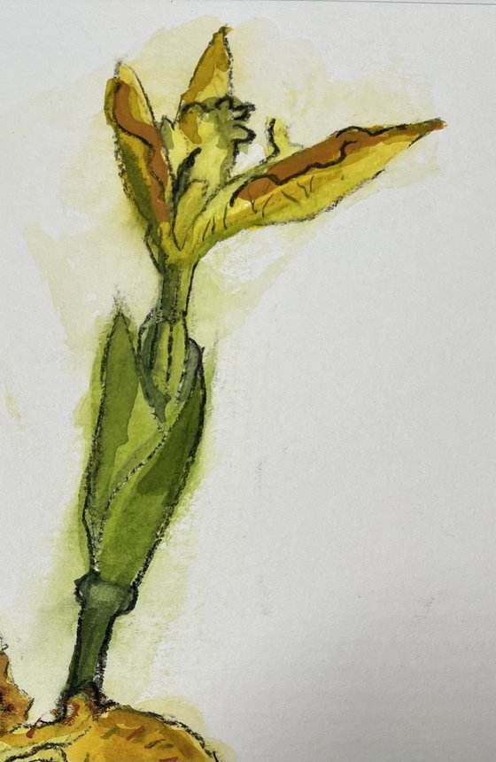Yellow Flag Iris