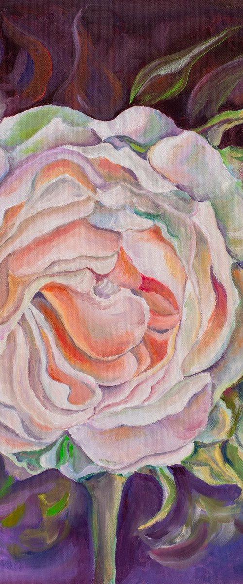 Rose on black by Olga Volna