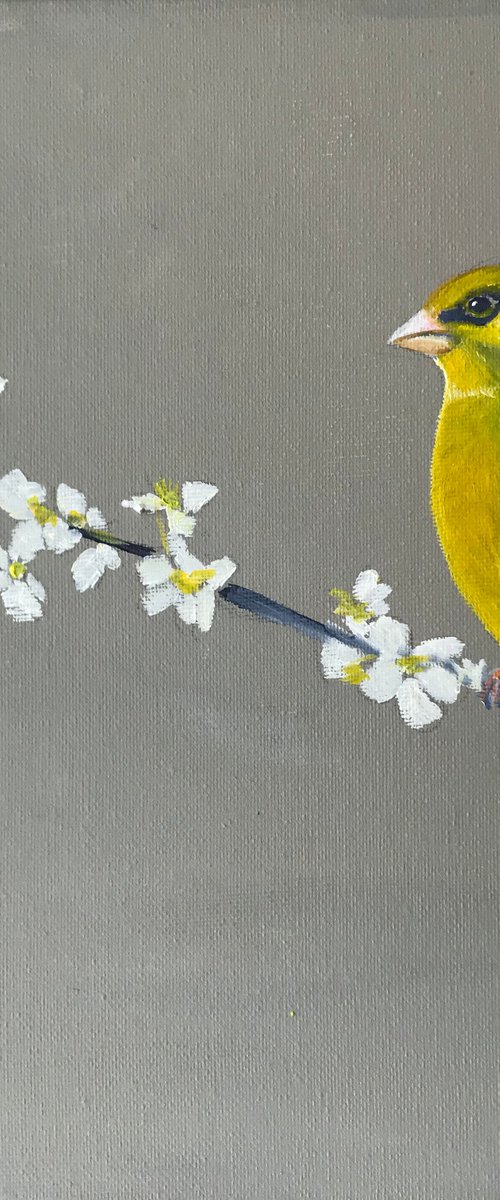 Greenfinch on Cherry Blossom by Laure Bury