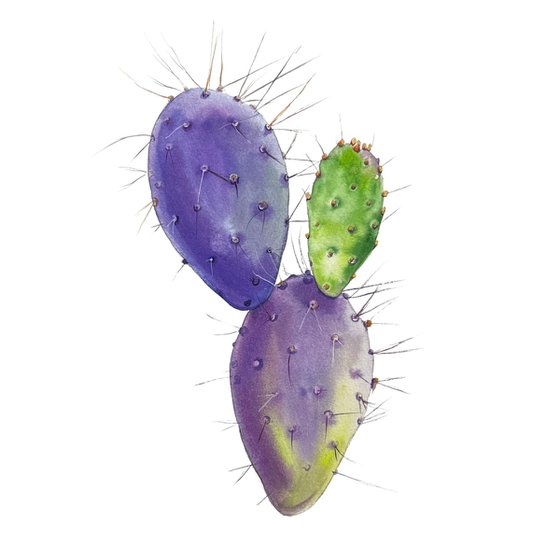 Opuntia. A series of original watercolour artwork.