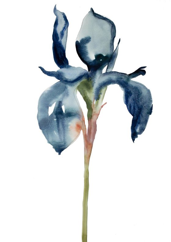 Iris No. 49