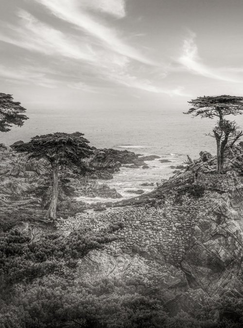 MONTEREY CYPRESS by Harv Greenberg