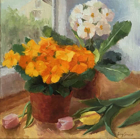 Primroses and Tulipes