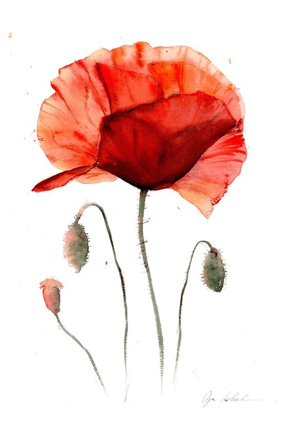 Watercolor abstract poppy