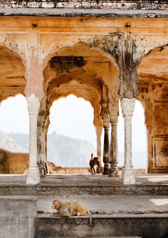 Monkeys in Temple Ruin, Jaipur