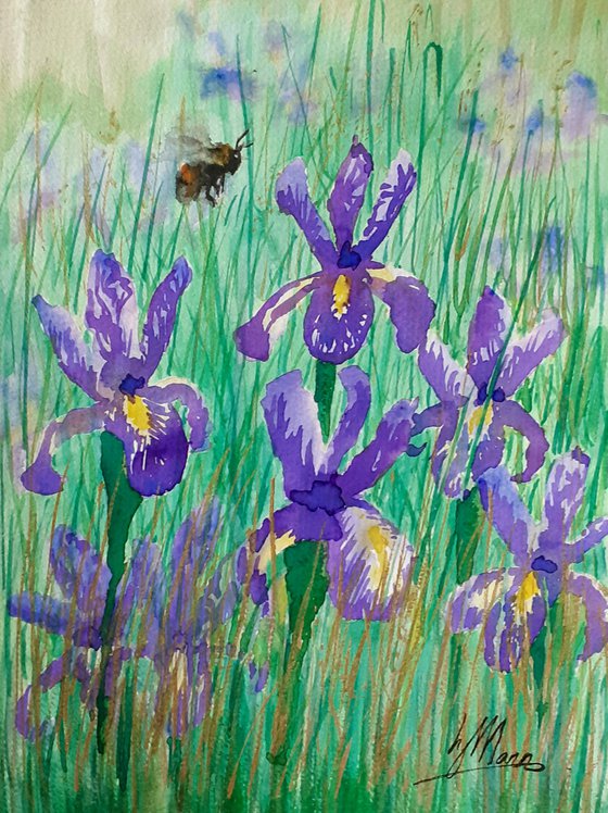 Bee visiting Irises