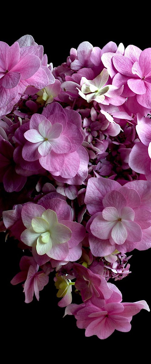 Mop Head Hydrangea by Nadia Culph