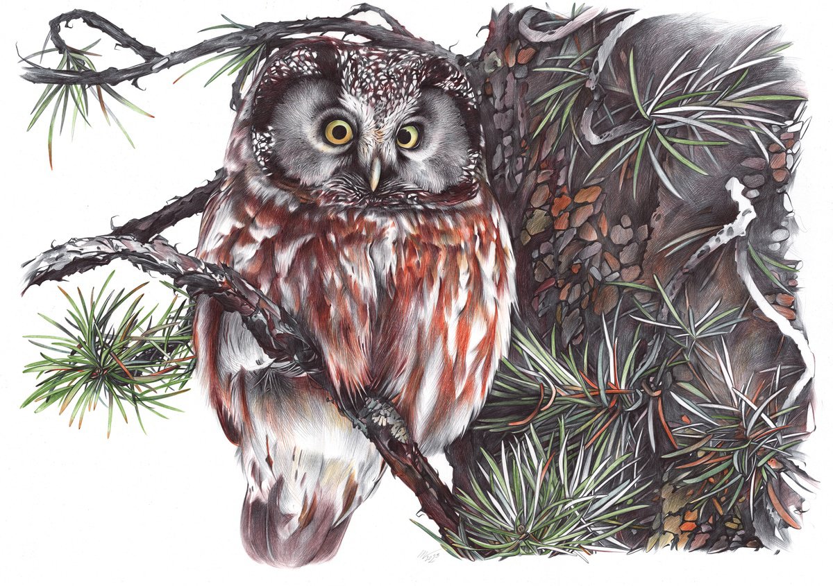 Boreal Owl (Realistic Ballpoint Pen Bird Portrait) by Daria Maier