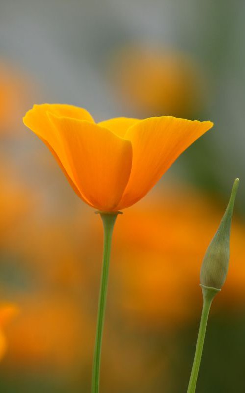 Orange poppy by Sonja  Čvorović