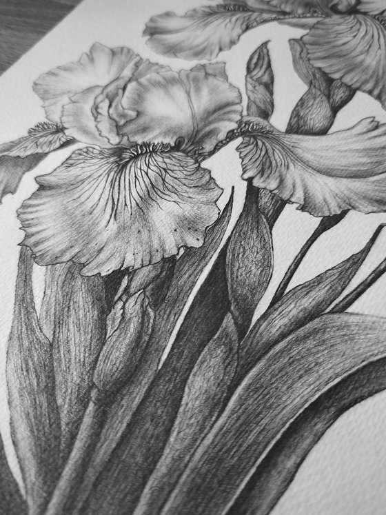 Iris Study in Graphite