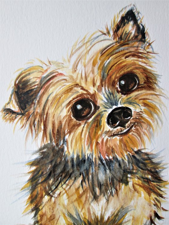 Yorkshire Terrier Puppy Dog