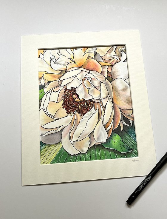 Peach Peony