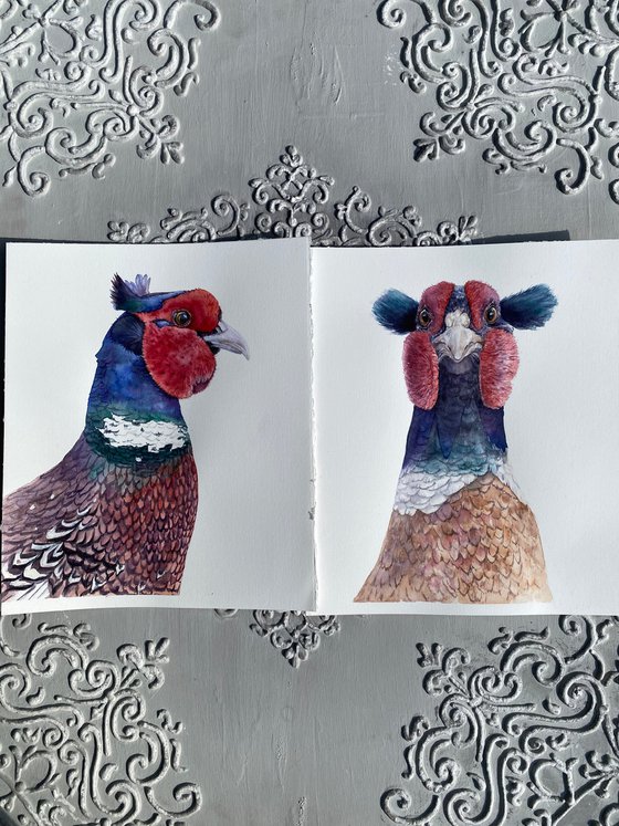 Pheasant with funny blue bangs