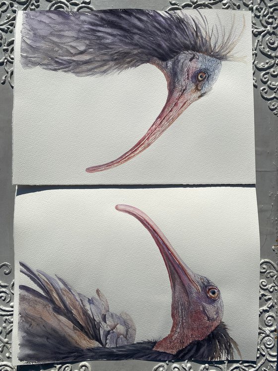 Northern bald Ibis 2