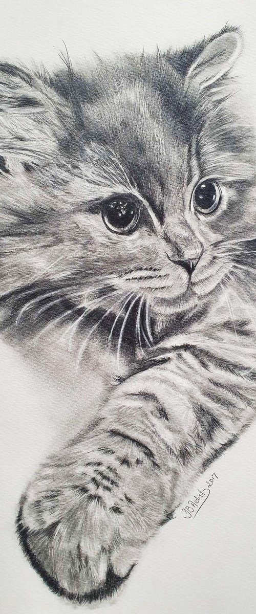 Graphite pencil ,, Cute Kitten,, by Deimante Bruzguliene