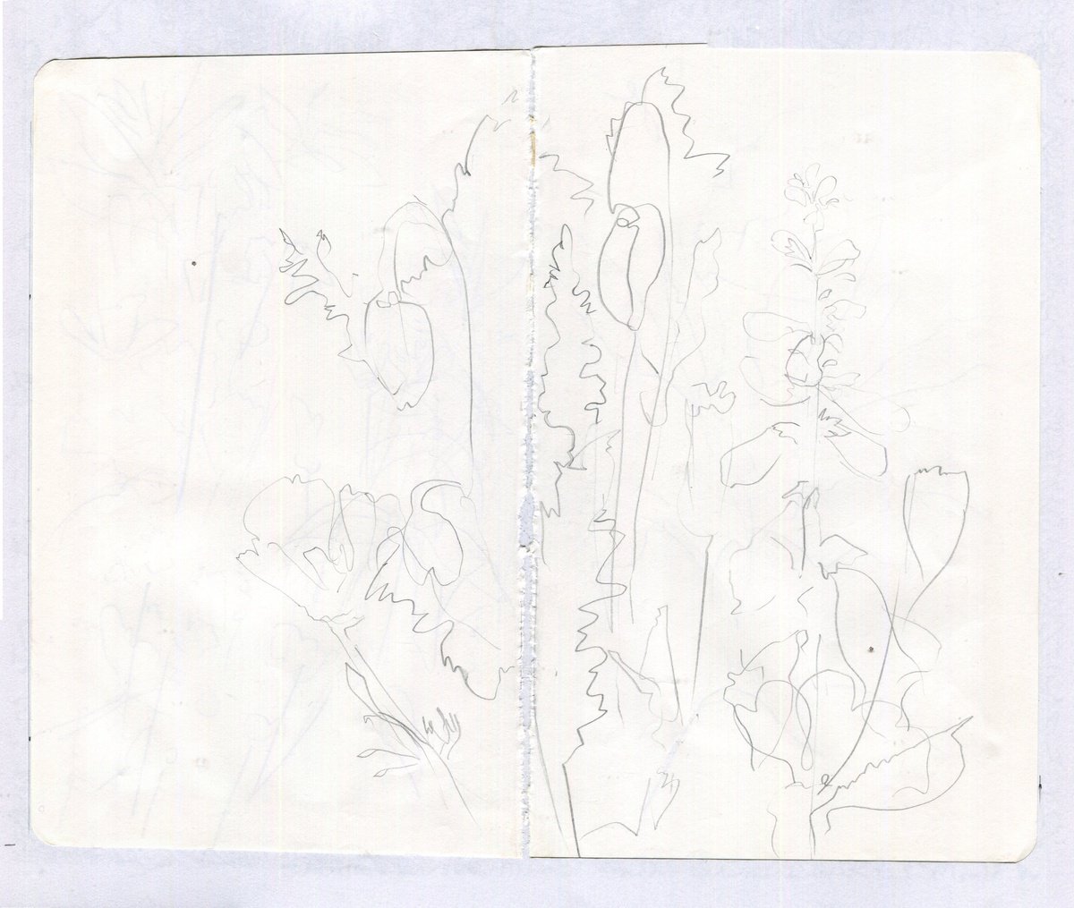 Abstract Flowers pencil sketch by Hannah Clark
