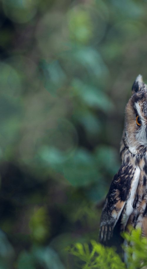 Long Eared Owl by Paul Nash