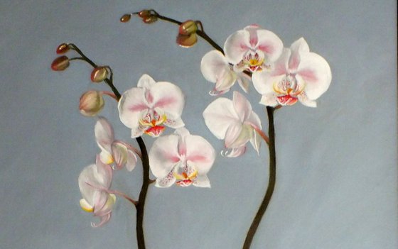 Winter Orchids