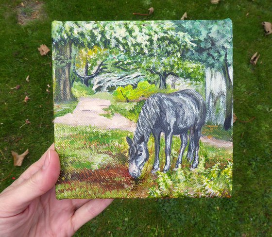 New Forest Pony, Bolderwood