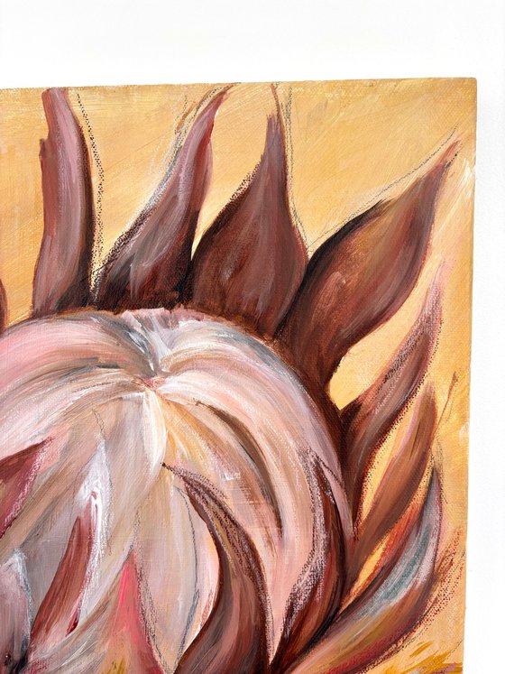 Proteas in Warm Light