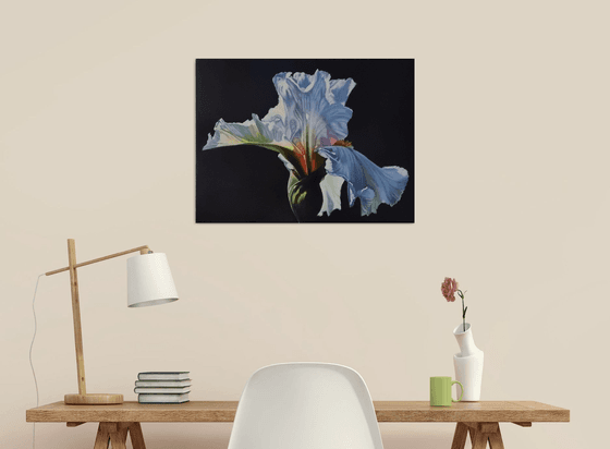 "Morning iris." flowers iris fotorealistic 2021