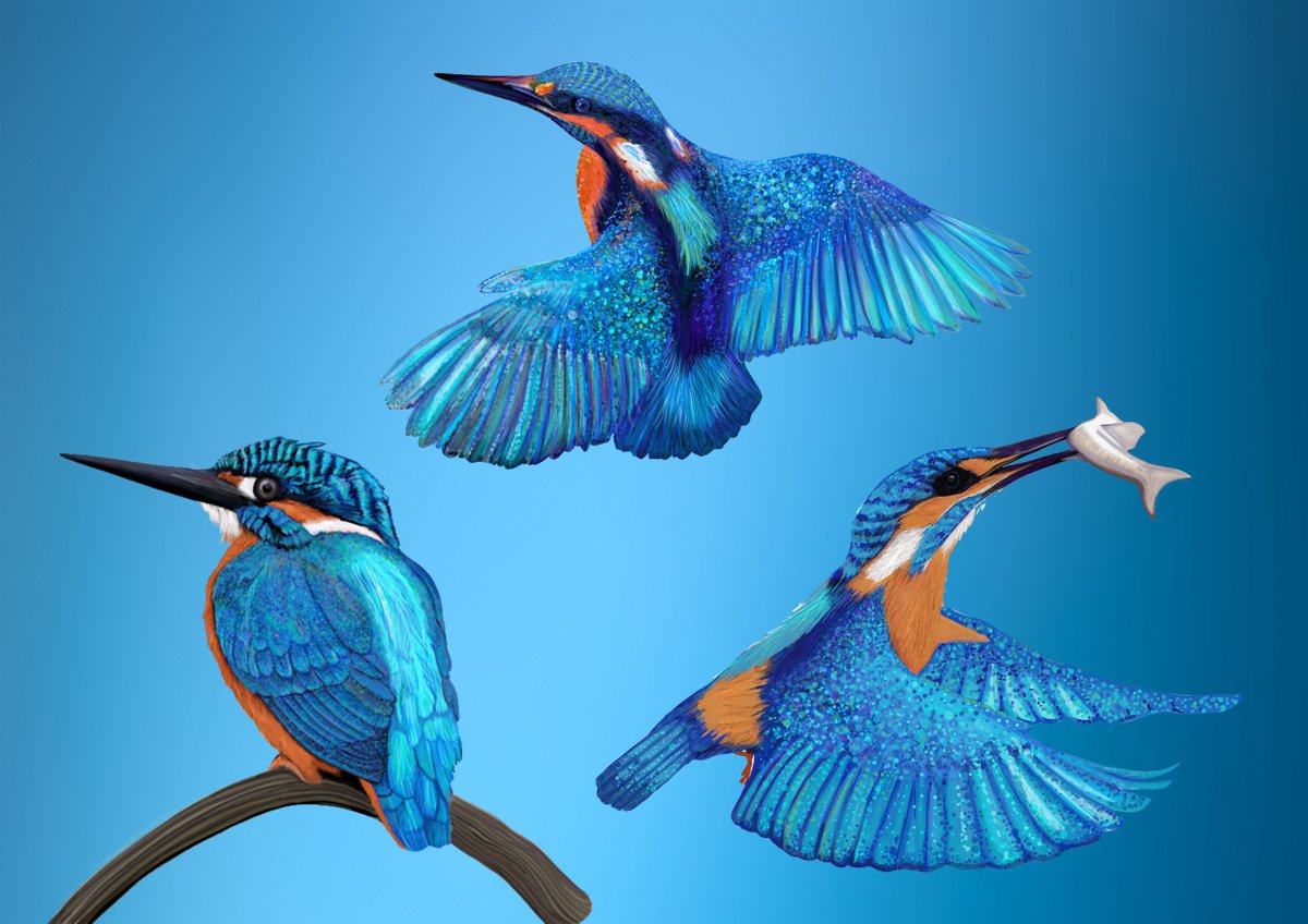 Collection of Kingfishers by Cathy Whittall