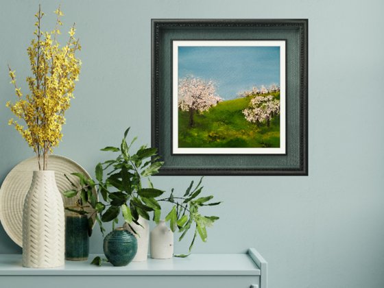 Almond trees in Blossom