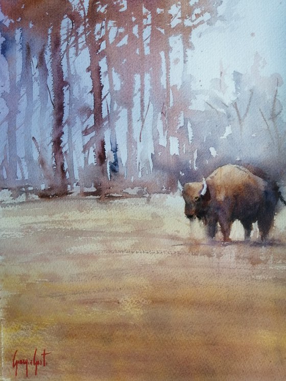bison