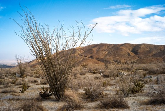 Anza Borrego #2