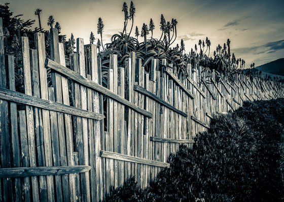 The Fence  - Carmel  (Vintage Print )