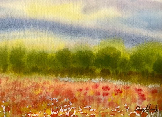 Misty poppy meadow