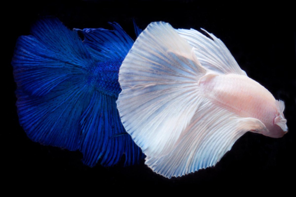 Photorealistic Animal Photograph By Michael Filonow, 30 X 20", Beta 22, Original Artwork