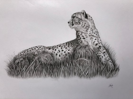 Cheetah pencil study