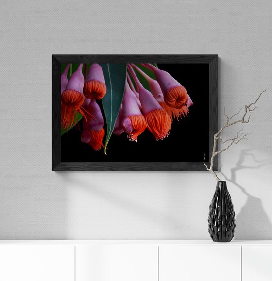 Corymbia Ficifolia Baby Orange