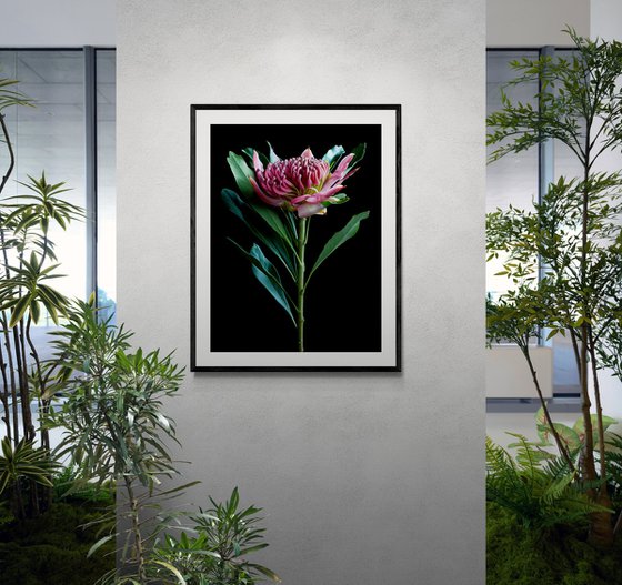 Pink Waratah